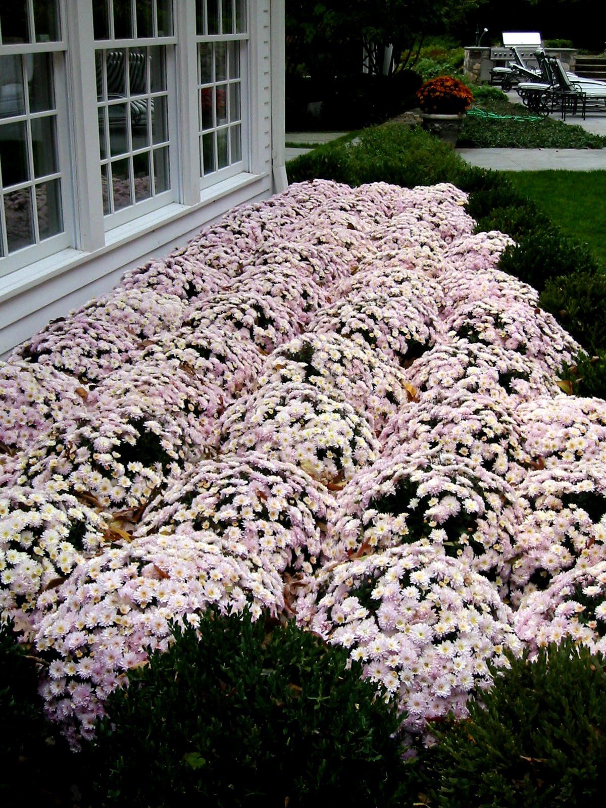 Tom Williamson Landscaping, inc image