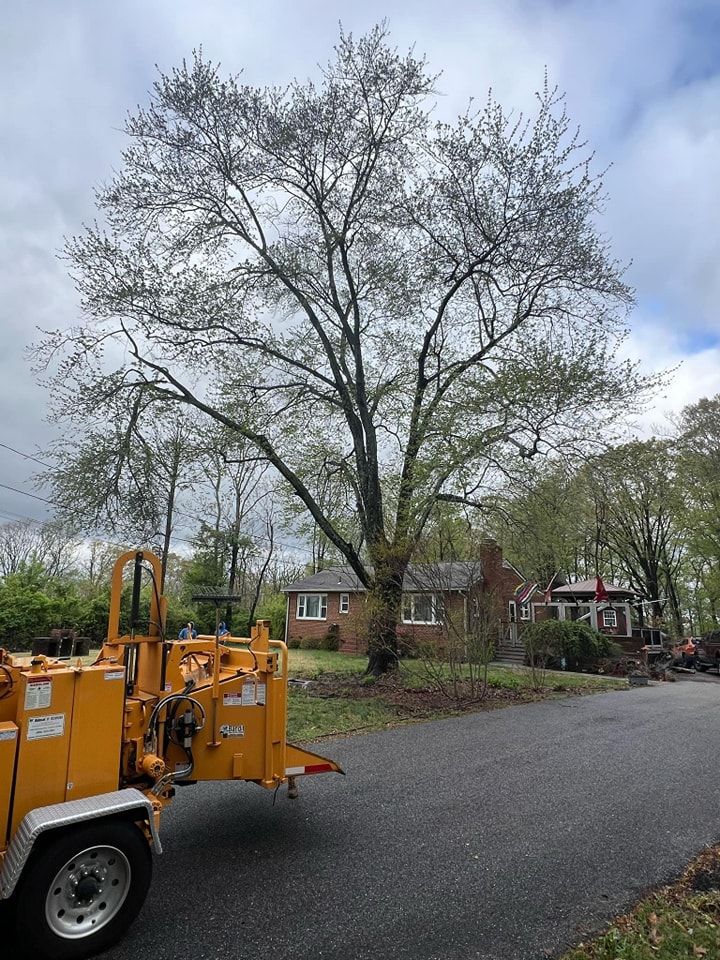 A large tree with sparse leaves next to a yellow wood chipper on a paved driveway in front of houses.