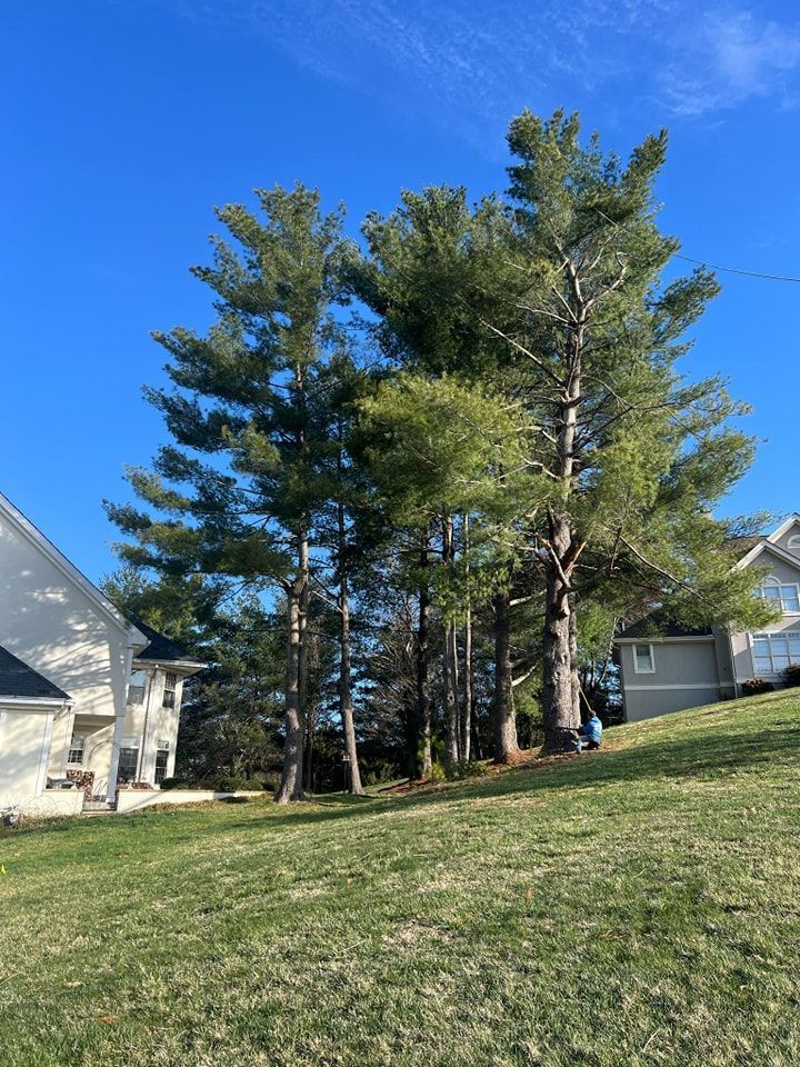 Tall pine trees on a grassy hill next to houses under a clear blue sky.