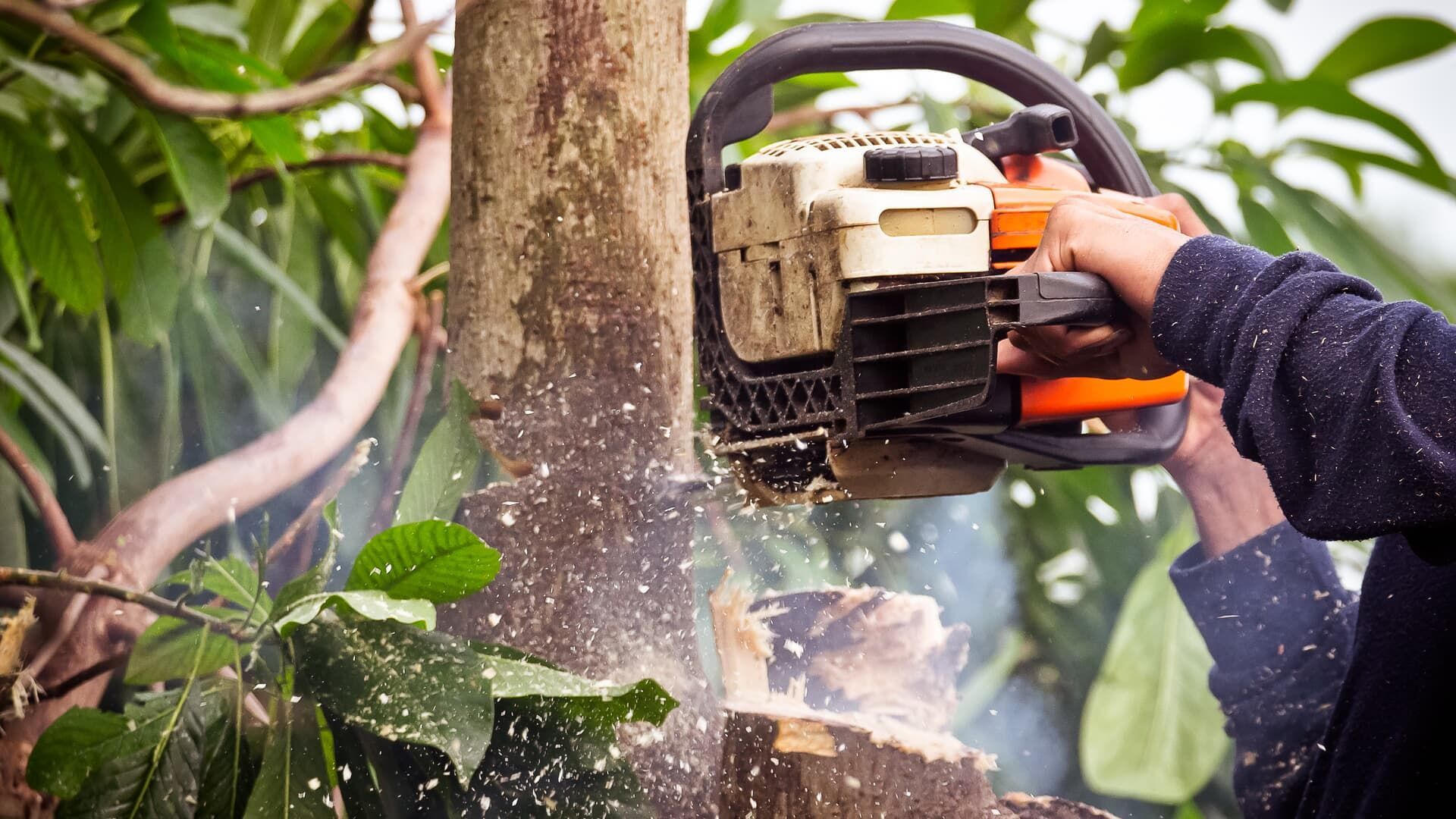 Person using a chainsaw to cut a tree trunk; wood chips and sawdust flying.