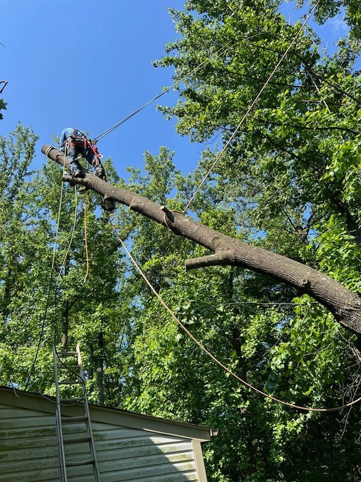 Arborist on tree branch using a saw, secured by ropes, cutting limbs. Blue sky, green trees, roof.