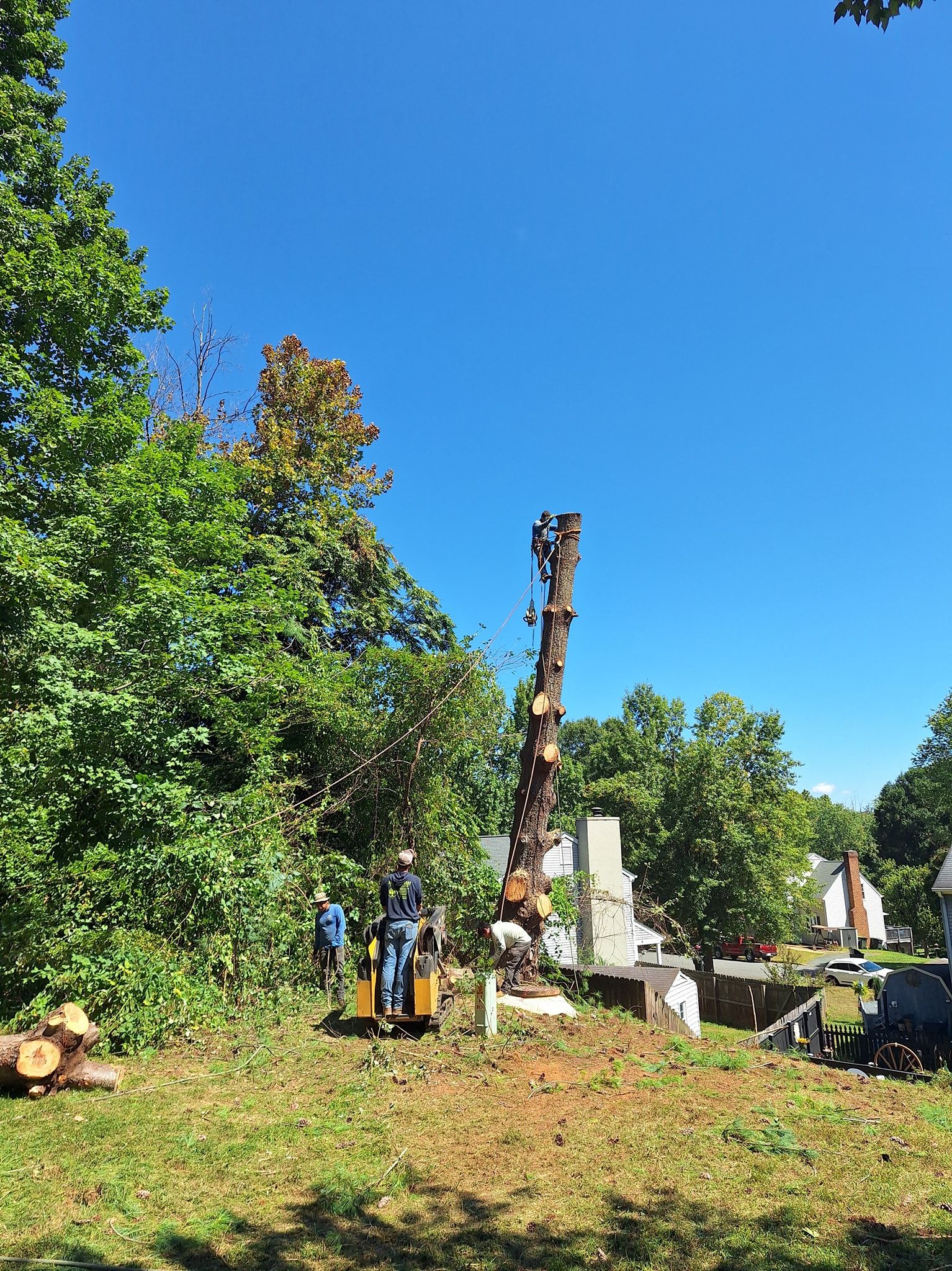 Tree being removed by machinery on a sunny day. Houses are in the background, surrounded by green trees.