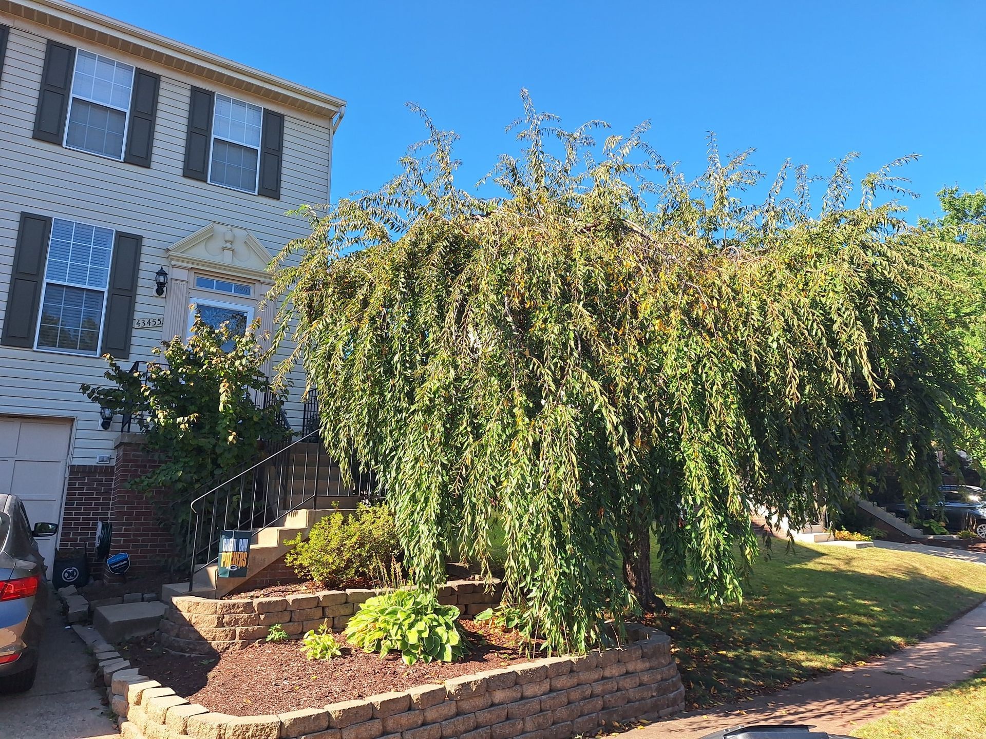 A weeping tree in front of a two-story house with a brick retaining wall and steps leading to the front door.