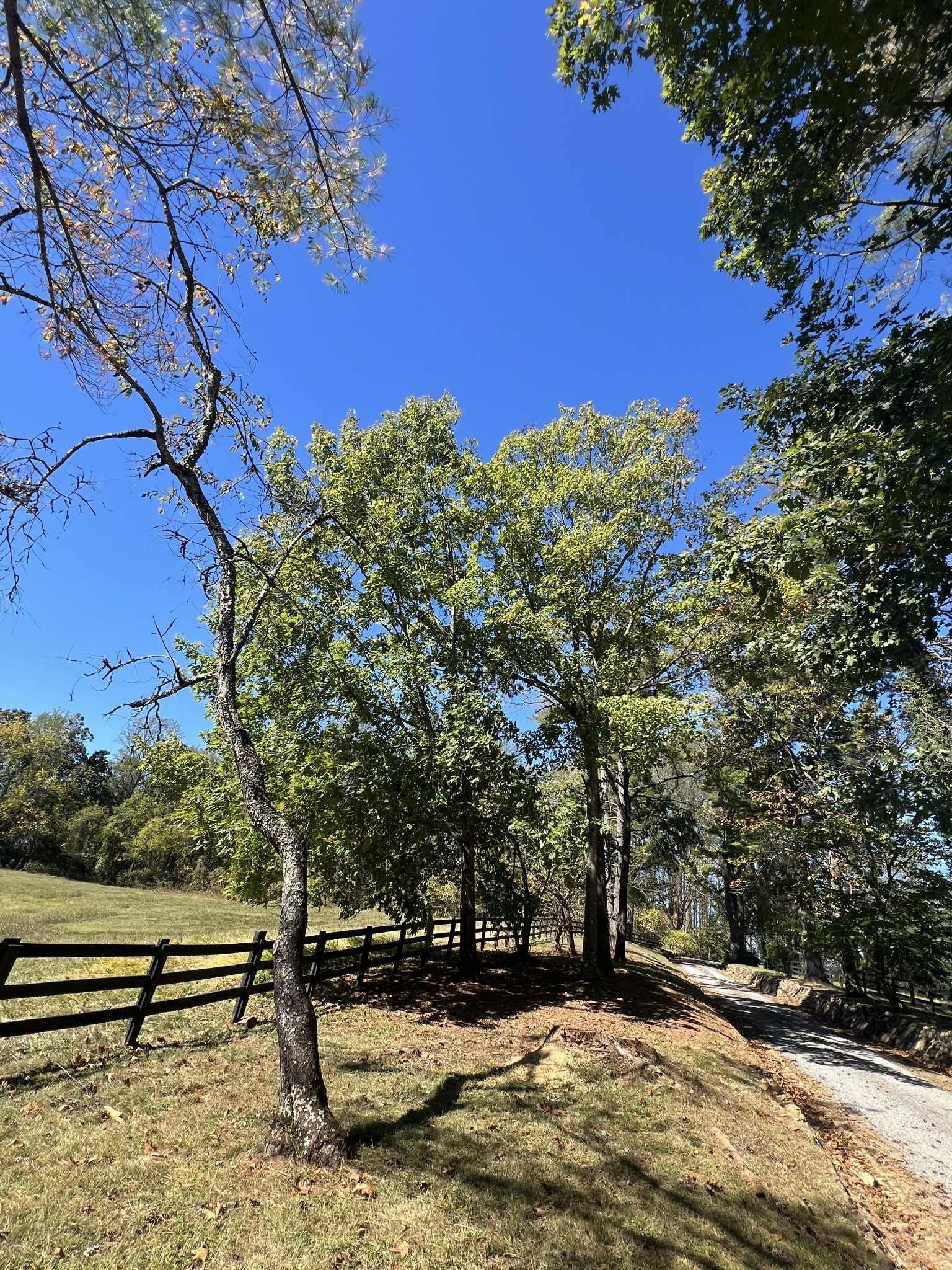 Trees with green leaves against a blue sky, overlooking a wooden fence and grassy field.