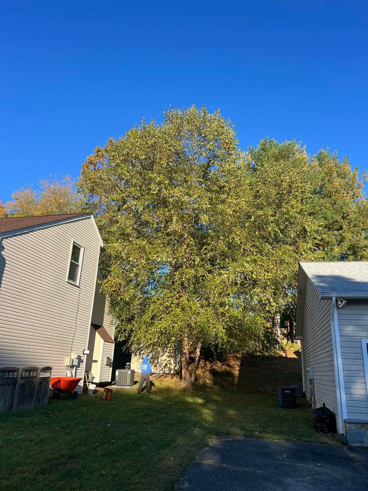 Large tree between two houses on a sunny day. A person stands under the tree with a blower.