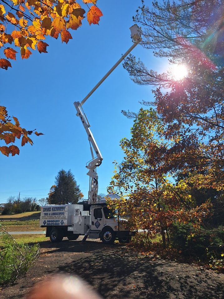 Tree trimming truck with extended boom, cutting branches on a sunny day.