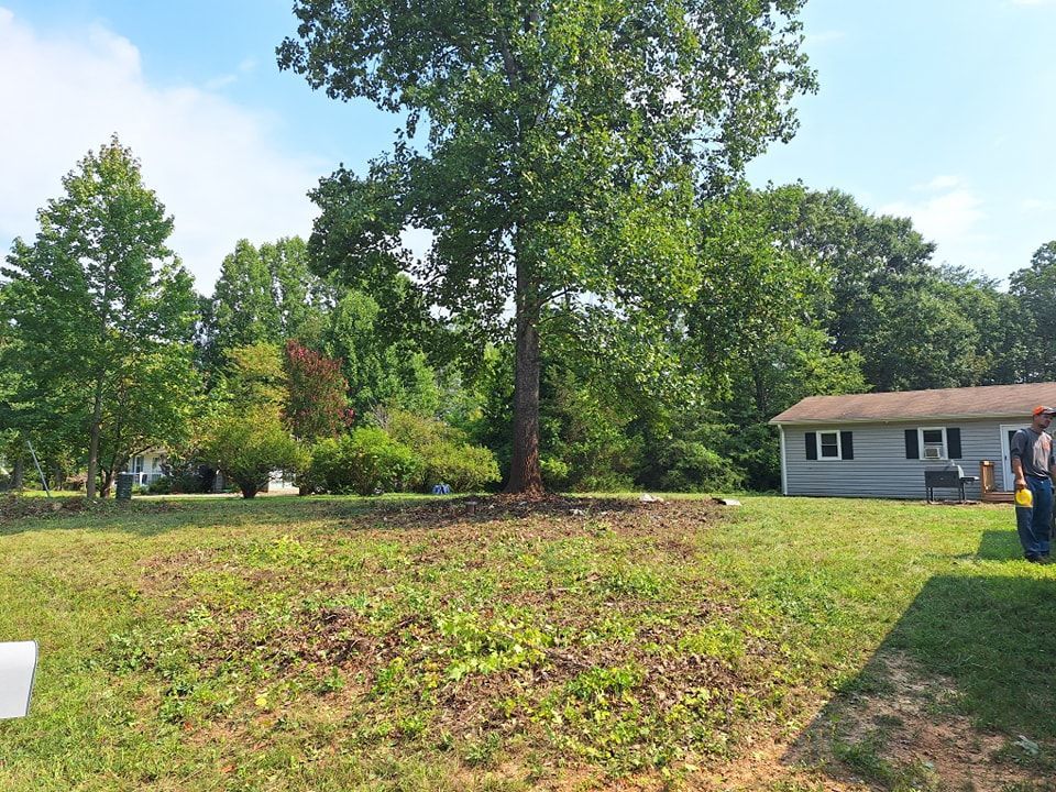 A tree in a yard with grass, a house, and other trees under a blue sky.