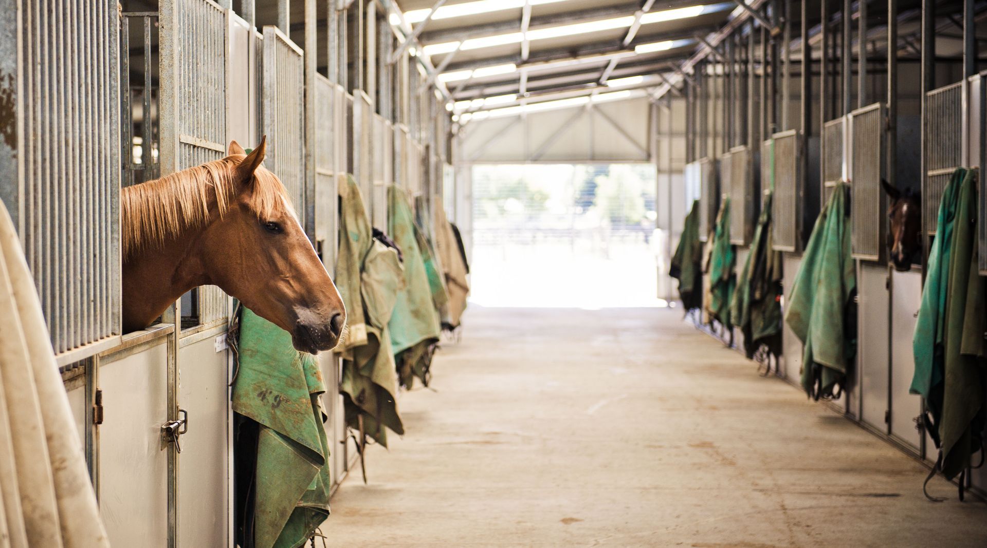 equine arthritis management
