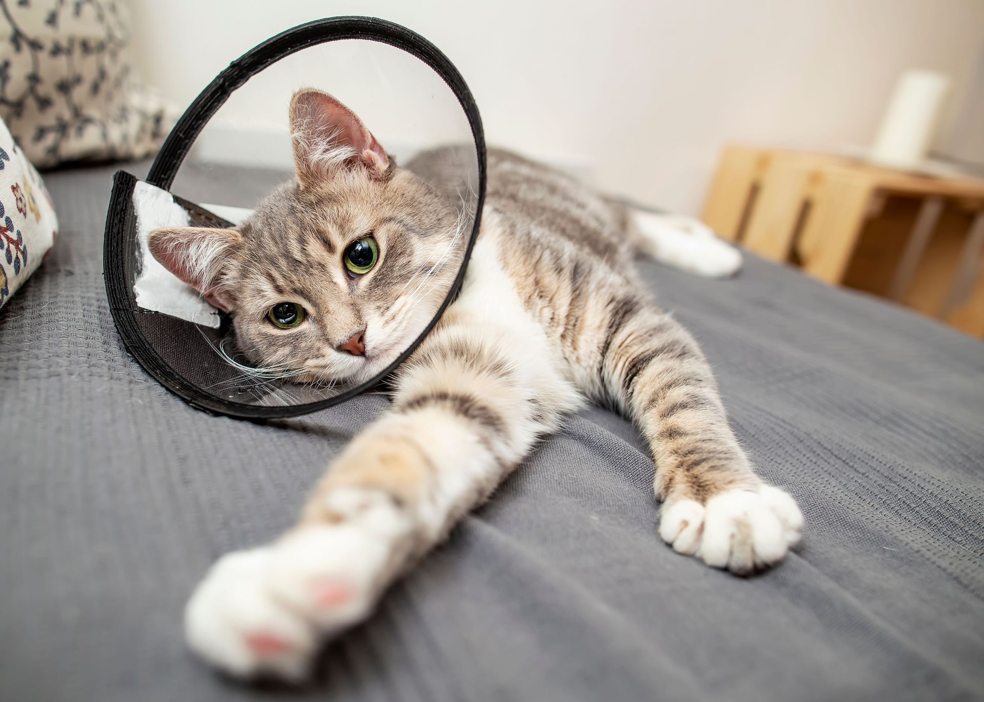 Tabby cat lying on a bed, paw extended through a black hoop, in a bright bedroom