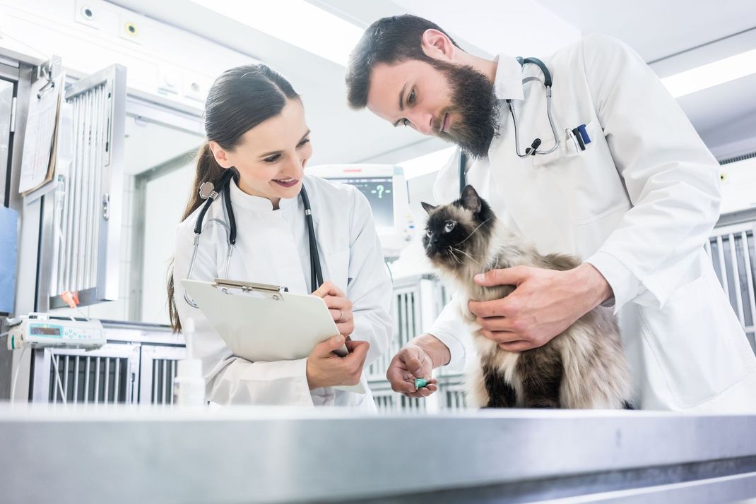 Veterinarians examining a cat on a clinic table