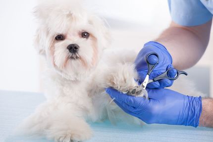 Callaghan Road Animal Hospital