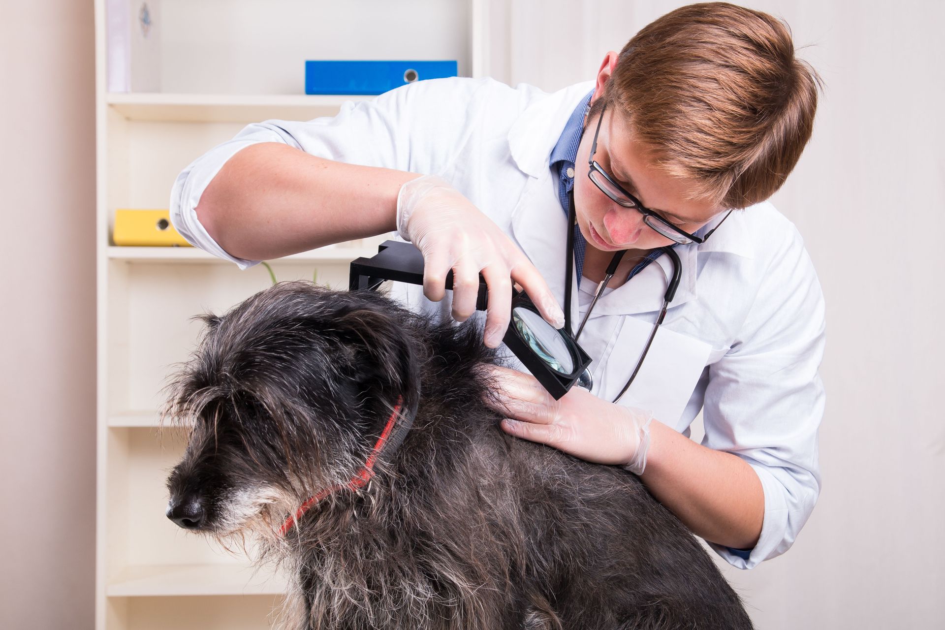 Veterinarian trimming a black dog’s fur with clippers in a clinic