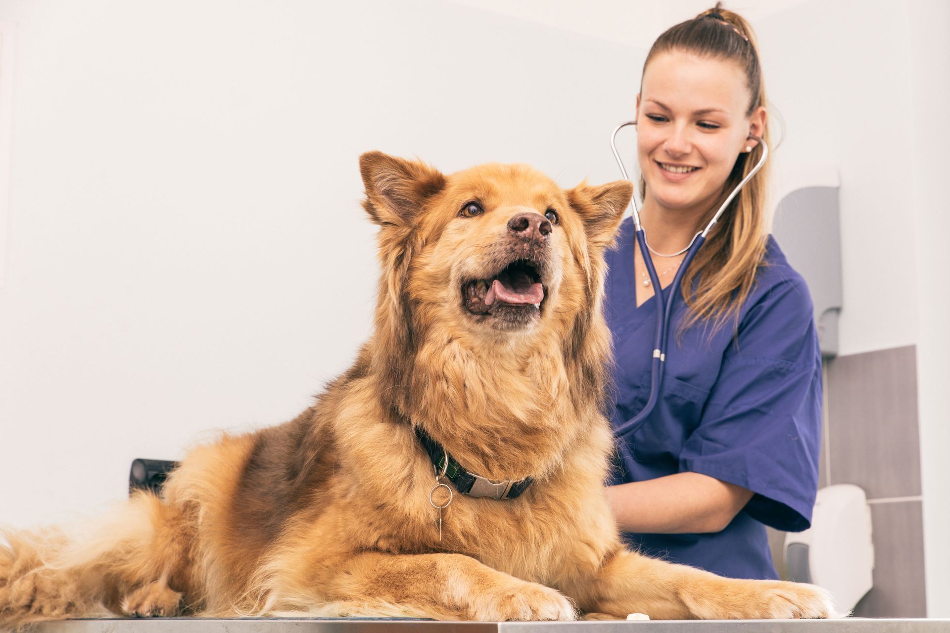 Veterinarian in blue scrubs with a happy brown dog on an exam table