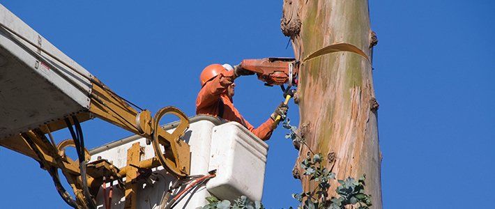 Tree-removal