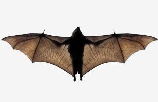 Fyling bat