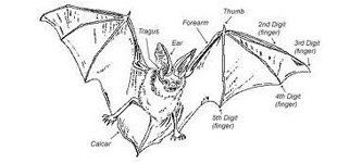 Parts of bat's body