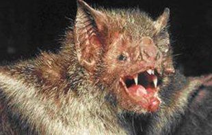 Photograph of a bat