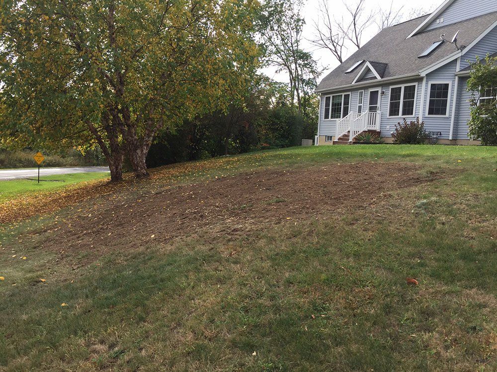 Stump Removal Experts