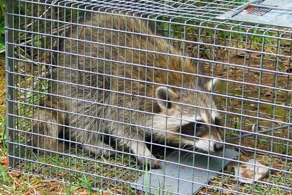 Raccoon in a cage