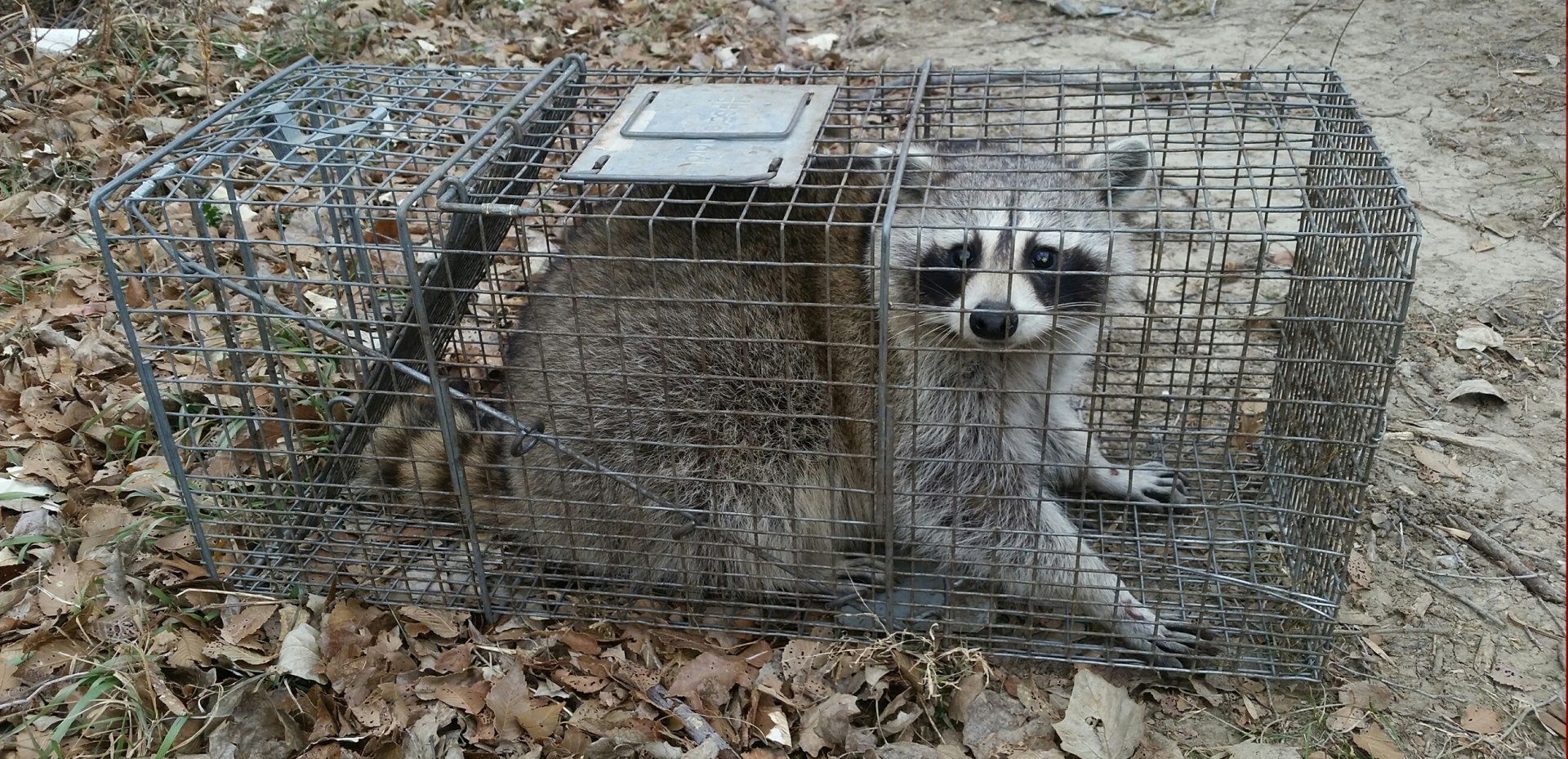 Raccoon in a cage