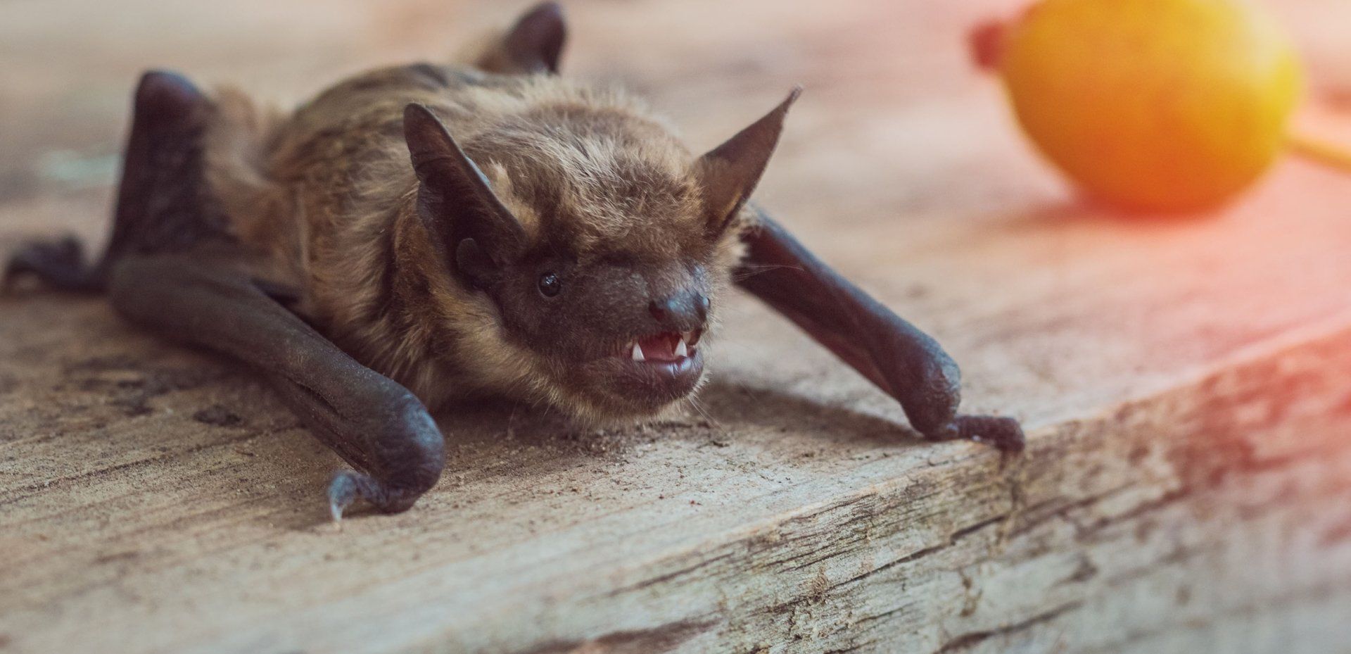 Bat