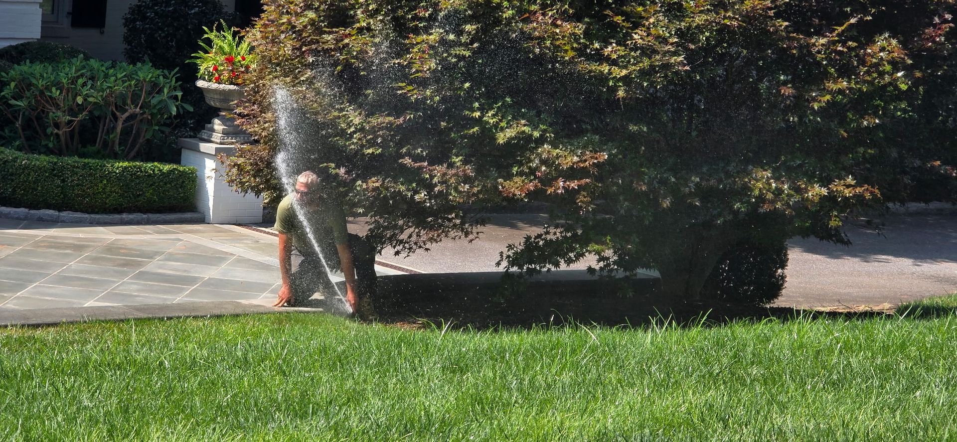 Person in a green shirt standing by a tree in a sunny yard with grass and bushes