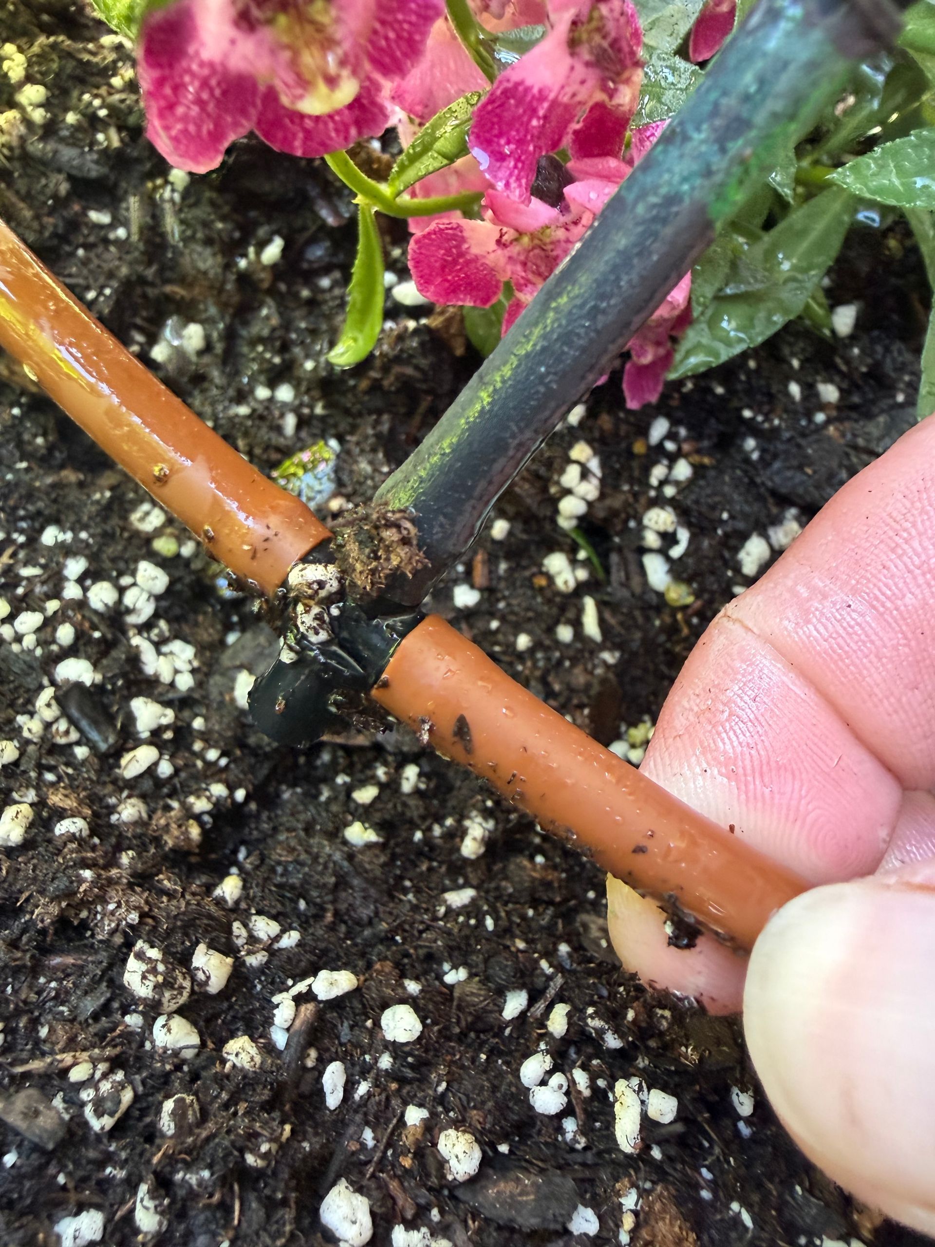 Close-up of a plant stem being grafted, secured with black tape over brown and purple stems in soil.