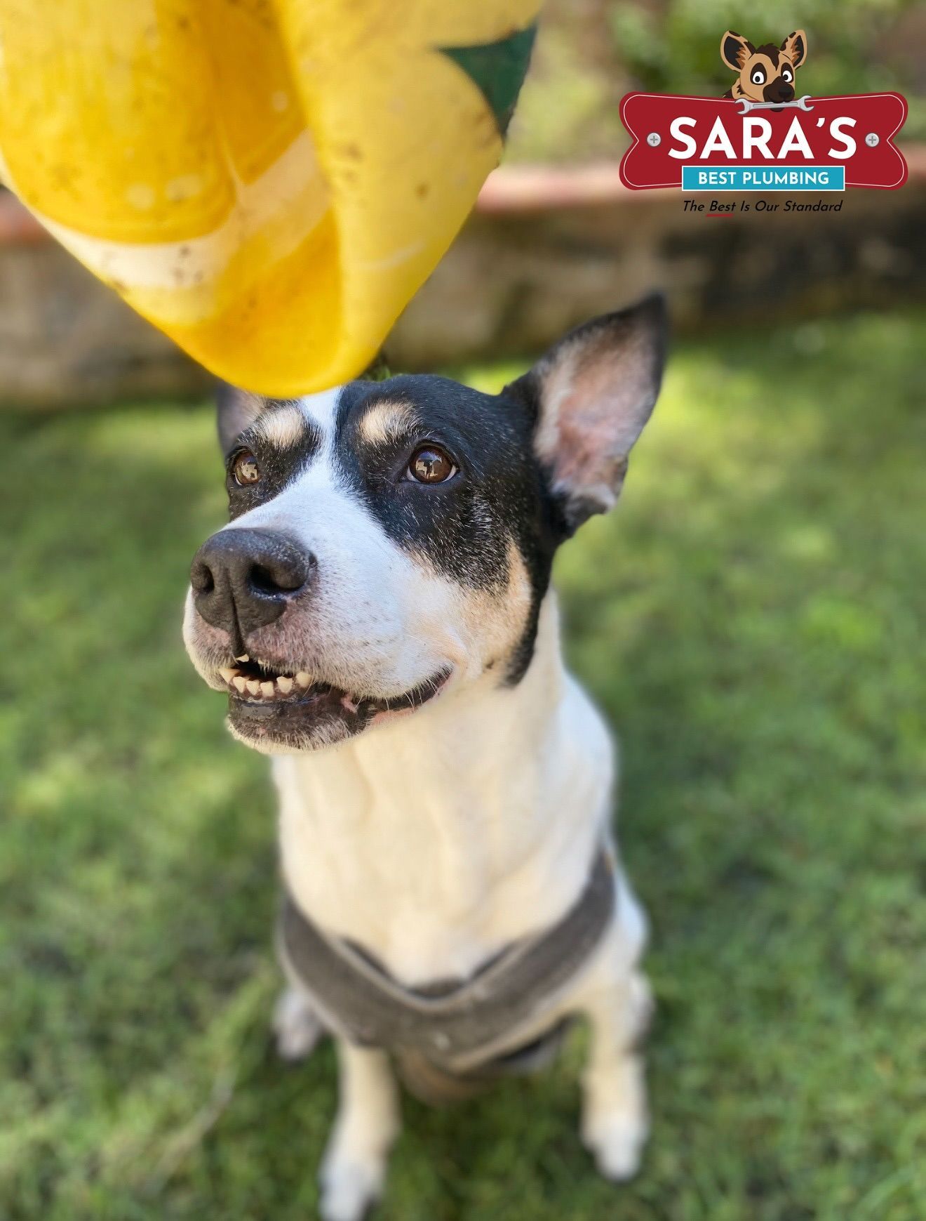 Black and white dog looking up, smiling, with a yellow object overhead, outdoors. 
