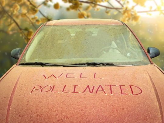 Red car covered in pollen, windshield shows two people inside. Text on the car reads 