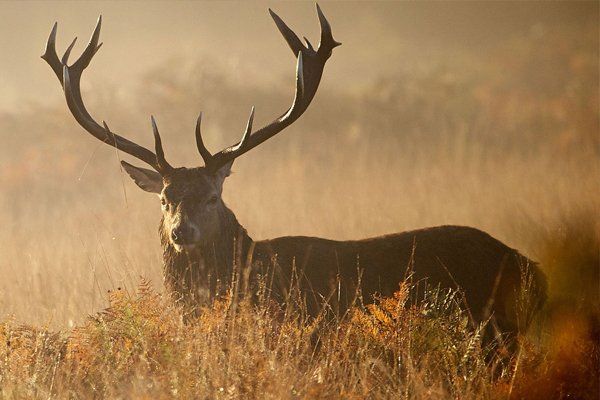 Wild game processing