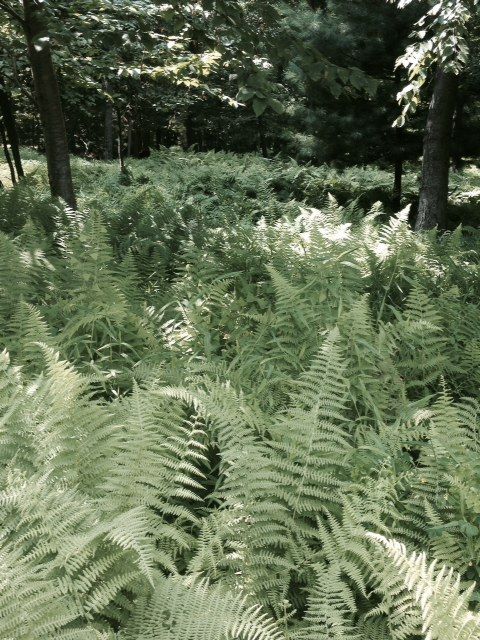 Ferns in forest