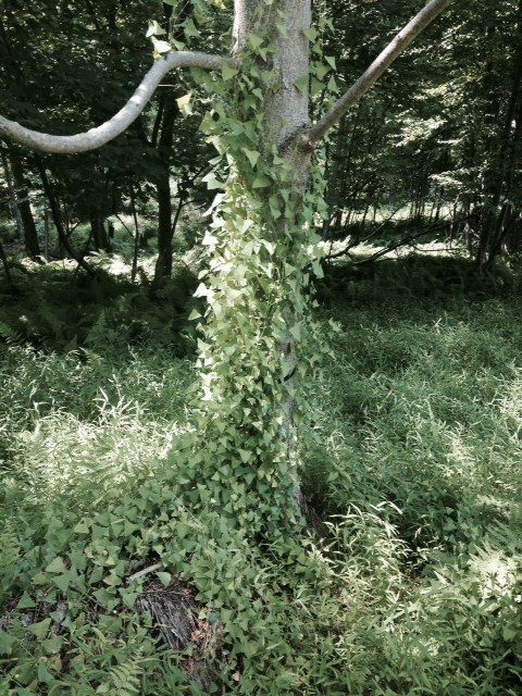 Ferns in forest