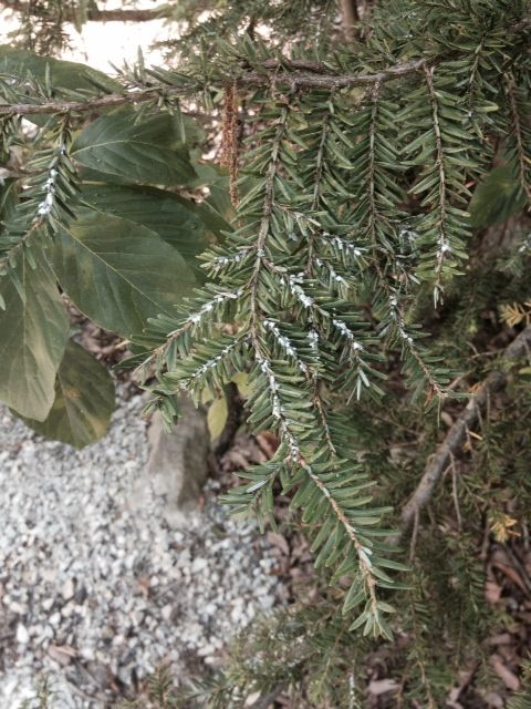 White dots on tree branche