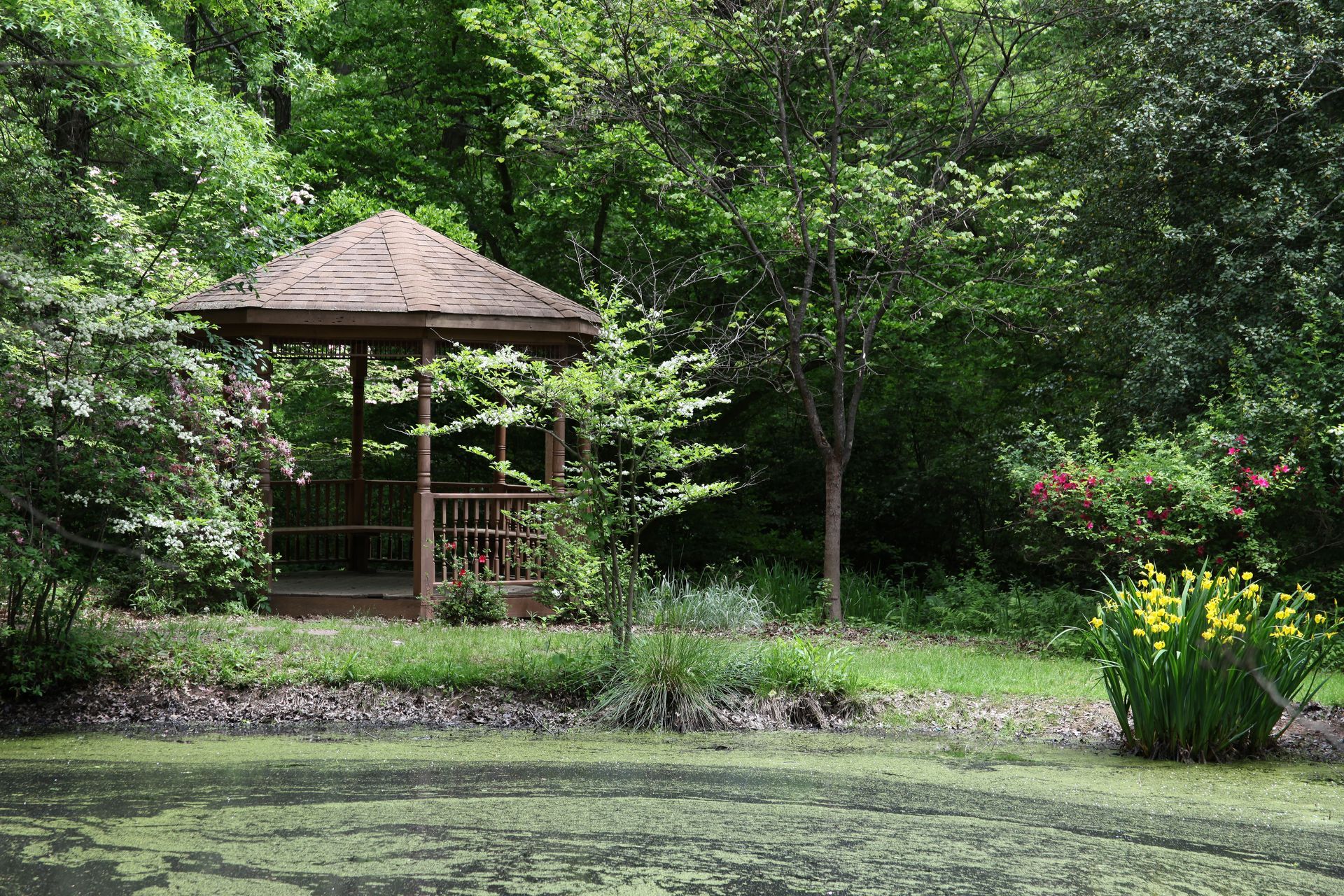 pond algae treatment