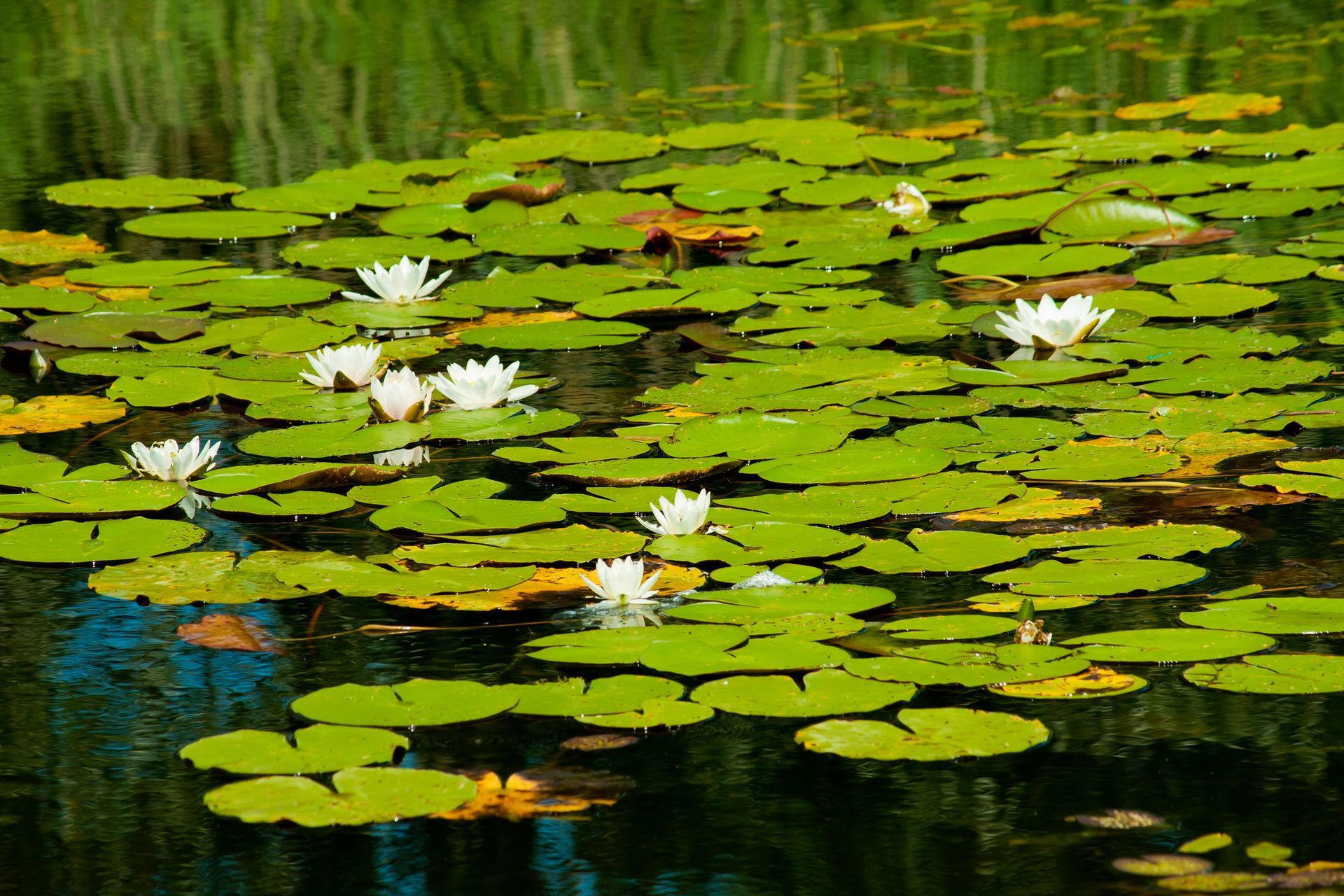 pond algae treatments