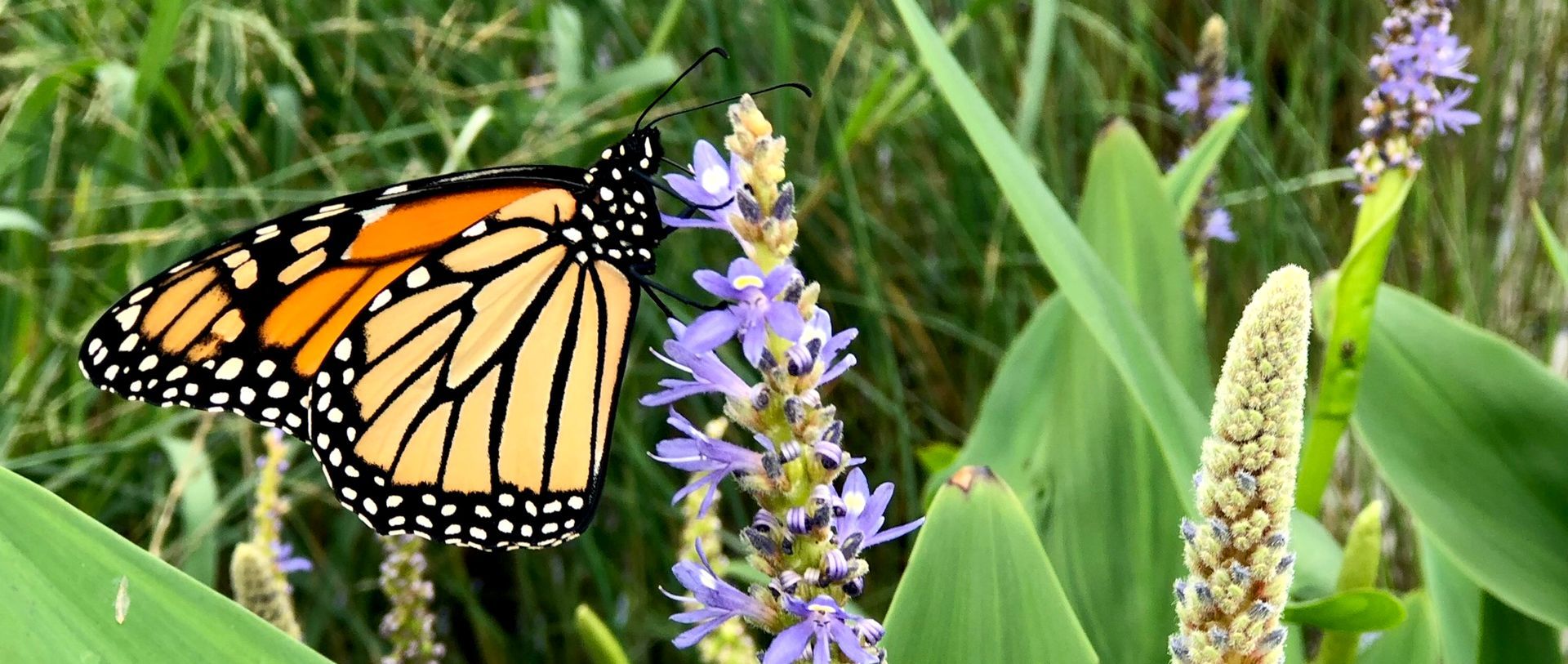 Butterfly on an aquascaping