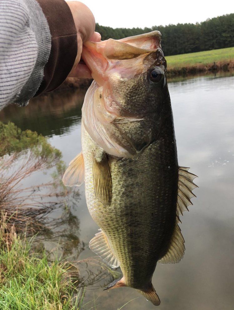Fish stocking services