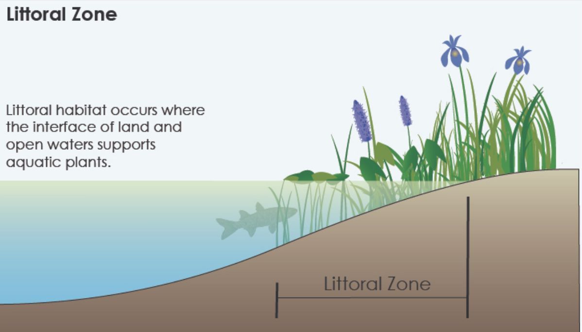 Littoral zone