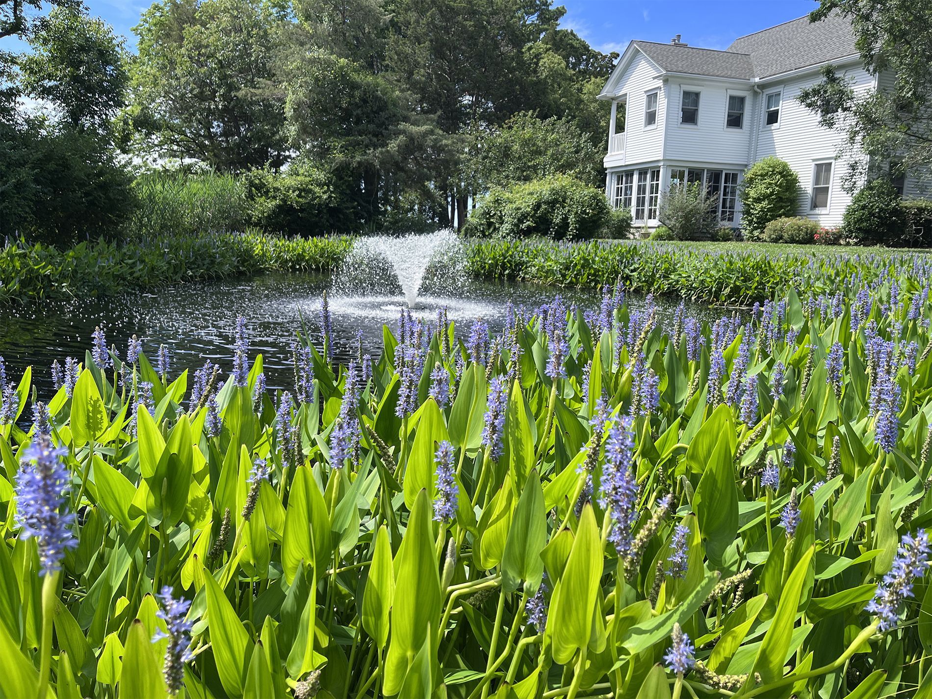 Aquascaping services