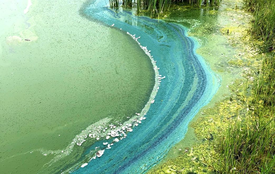 Algae guide