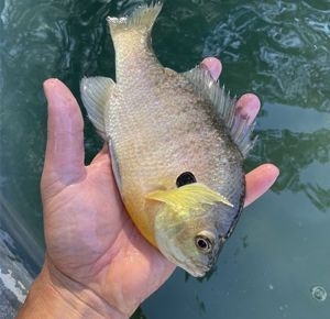 Fish Stocking