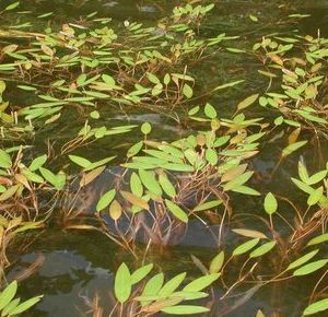 Weed Control Products