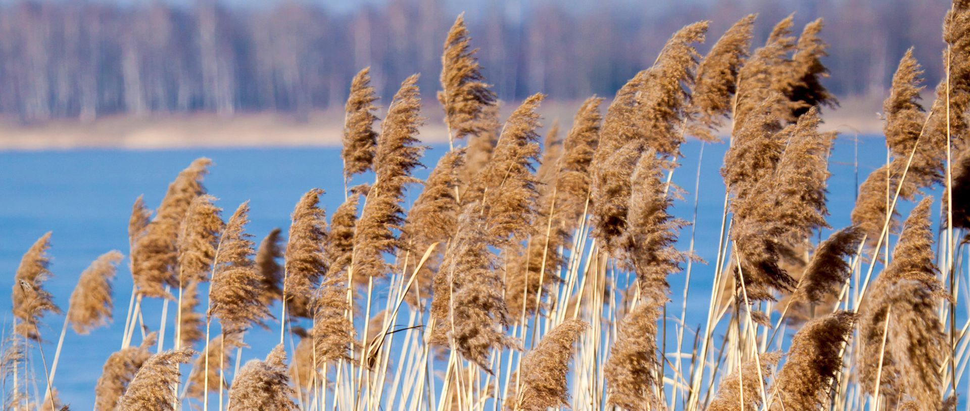Shoreline Management