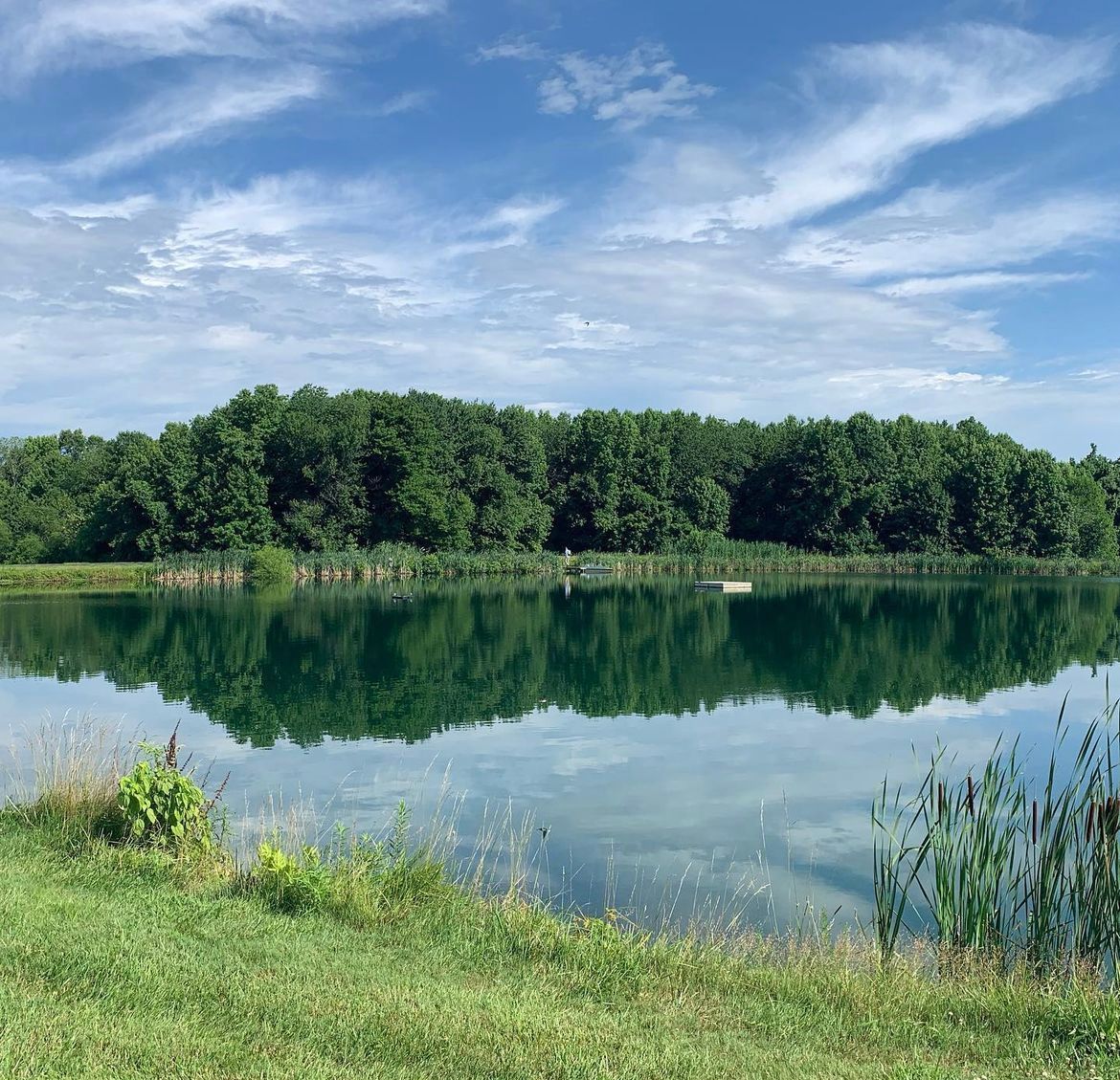 County Park Pond Watermeal control after #2