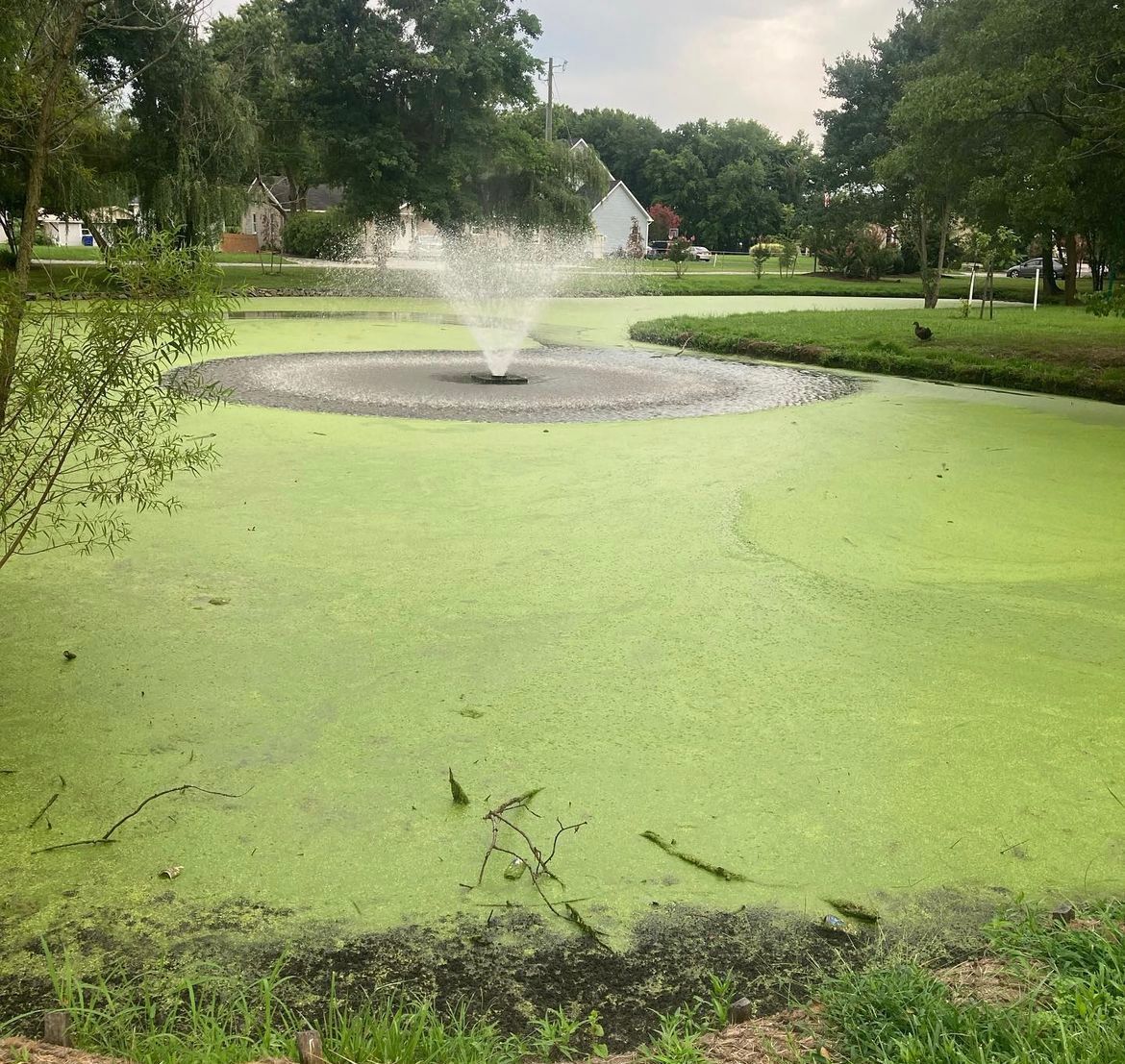 County Park Pond Watermeal control before