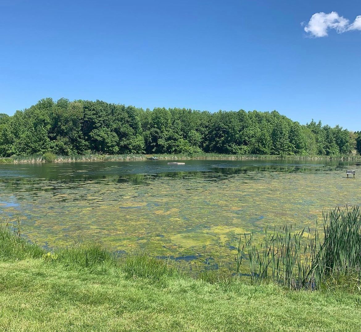 County Park Pond Watermeal control before