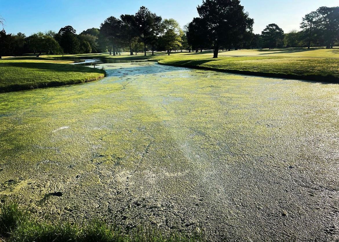 Golf Course pond algae control before