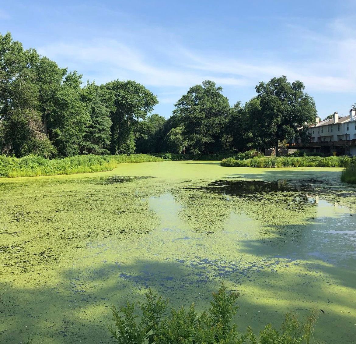 HOA stormwater pond duckweed control before