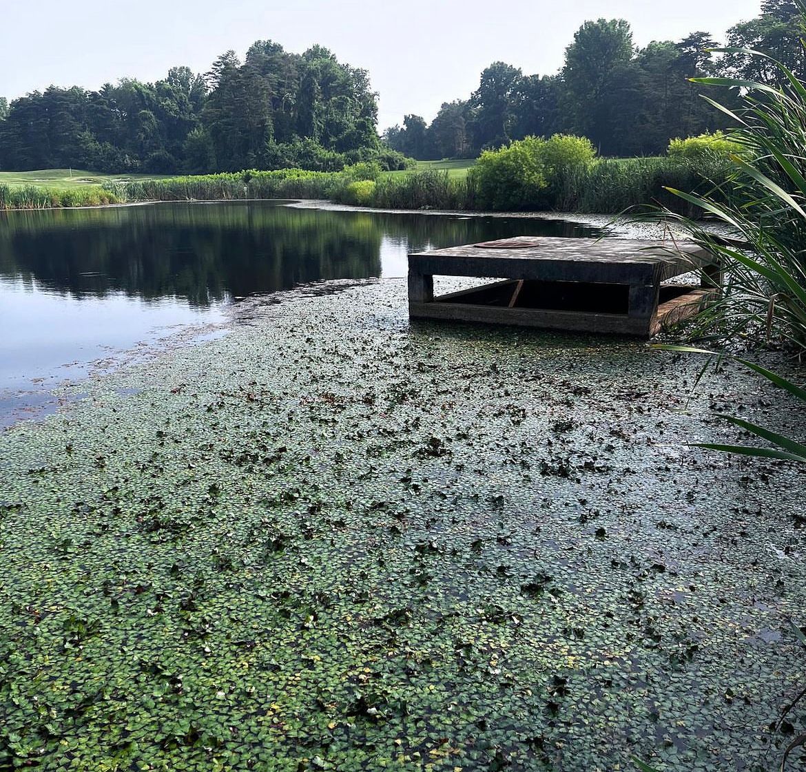 Invasive Water Chesnut before