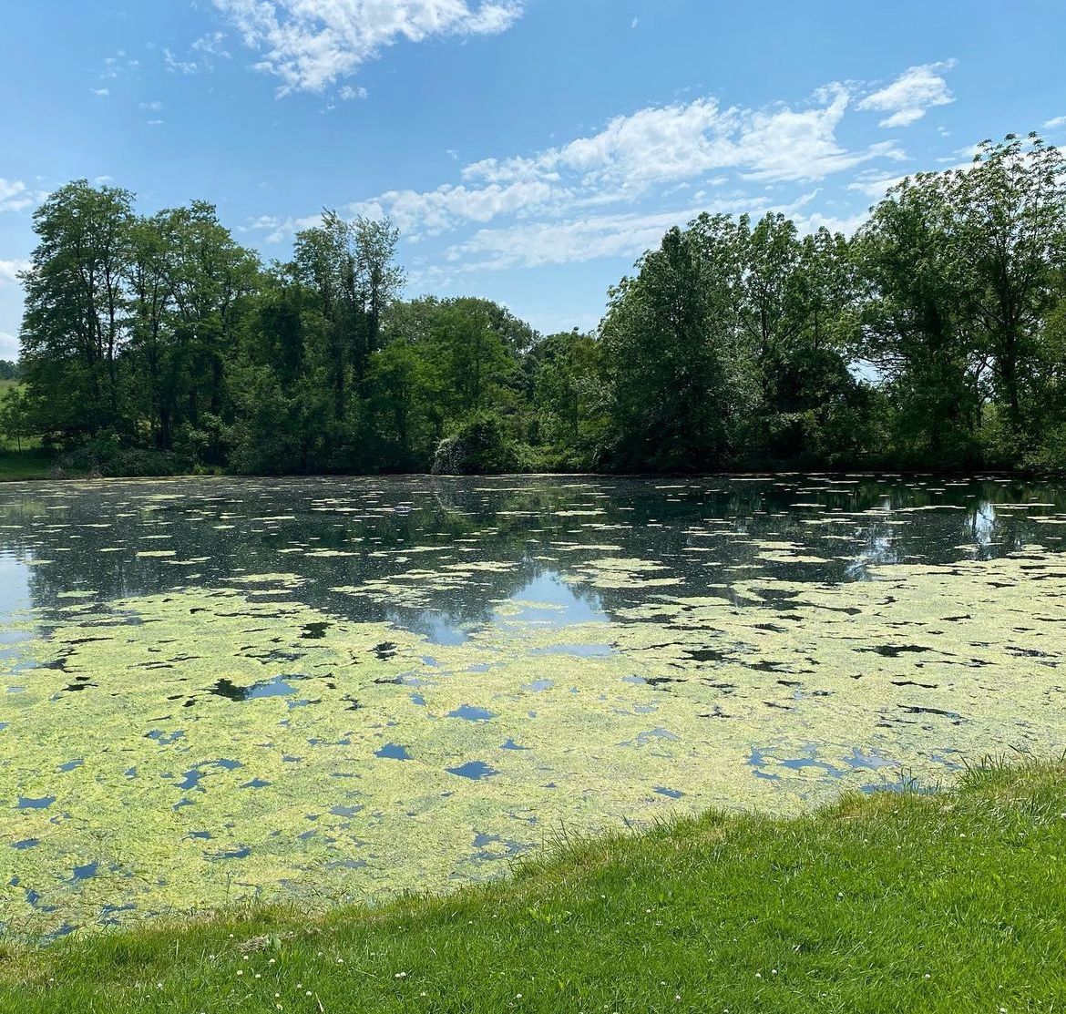 Private Pond algae control before
